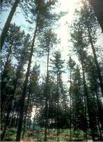 pine thinning
